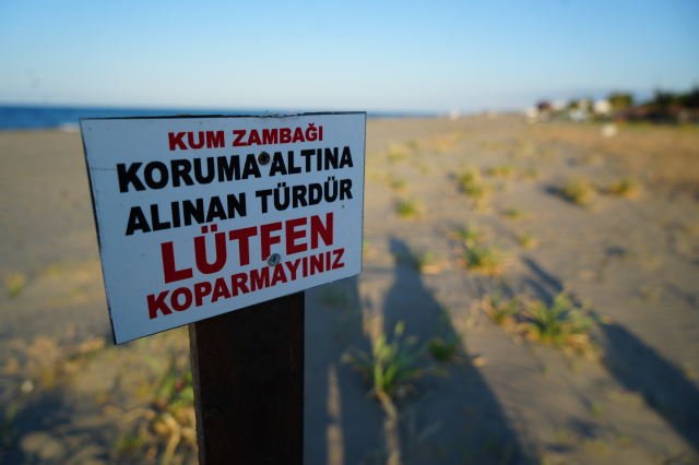 Samsun sahillerini süsleyen kum zambağını koparan yandı: Cezası 699 bin TL