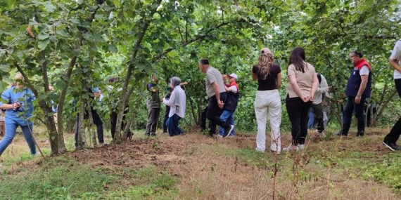2026 Fındık Rekoltesi İçin Arazi Çalışması