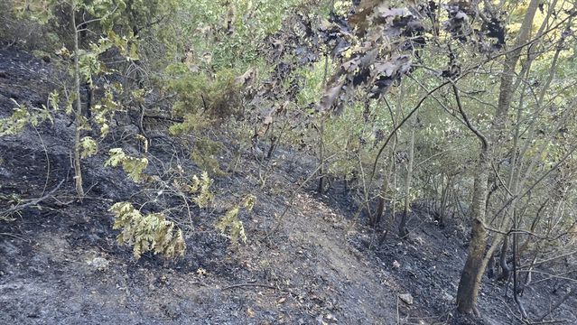 Bafra'da Orman Yangını: 15 Dönüm Zarar Gördü