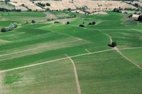 Bafra'da Tütün Kırımı Başladı - Son Dakika