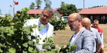 Emiralioğlu Samsun'da Tarımsal İncelemelerde Bulundu