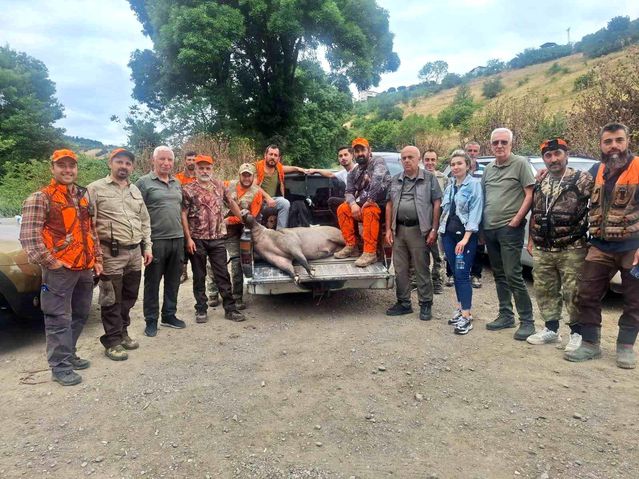Samsun'da Domuz Avı Başladı - Son Dakika