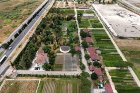 Samsun'da Fidan Üretimi ve Ağaçlandırma