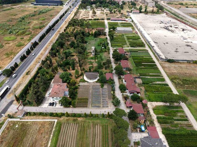 Samsun'da Fidan Üretimi ve Ağaçlandırma