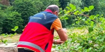 Samsun'da Kahverengi Kokarcaya Biyolojik Mücadele Başlatıldı