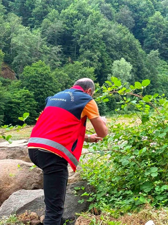 Samsun'da Kahverengi Kokarcaya Biyolojik Mücadele Başlatıldı