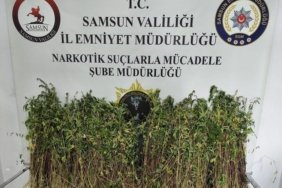 Bafra'da 1655 Kök Kenevir Ele Geçirildi