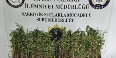 Bafra'da 1655 Kök Kenevir Ele Geçirildi