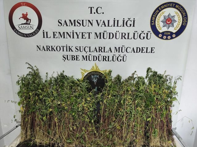 Bafra'da 1655 Kök Kenevir Ele Geçirildi