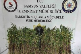 Bafra'da Uyuşturucu Operasyonu: 1655 Kök Kenevir Ele Geçirildi