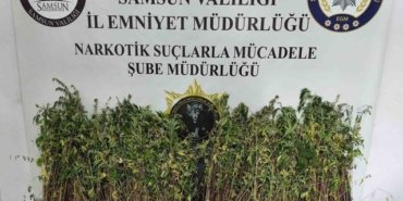 Bafra'da Uyuşturucu Operasyonu: 1655 Kök Kenevir Ele Geçirildi