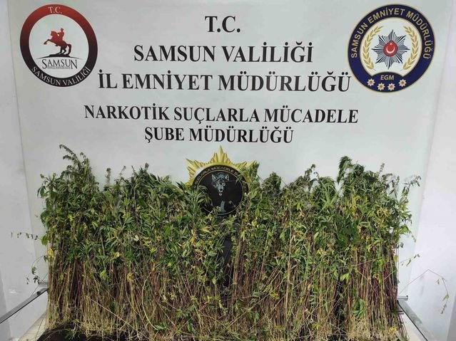 Bafra'da Uyuşturucu Operasyonu: 1655 Kök Kenevir Ele Geçirildi