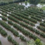 Çarşamba'da İkinci Sel Felaketi - Son Dakika