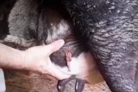 Ölümlü silahlı kavgadan talihsiz inek de nasibini aldı