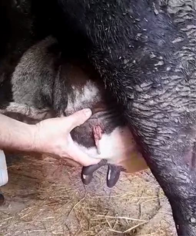 Ölümlü silahlı kavgadan talihsiz inek de nasibini aldı