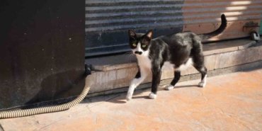 Pala Remzi: Kediler Arasında Fenomen