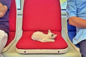 Tramvayda Yavru Kedi Keyfi - Son Dakika