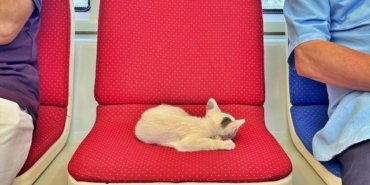 Tramvayda Yavru Kedi Keyfi - Son Dakika