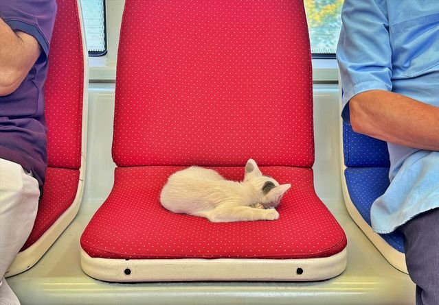 Tramvayda Yavru Kedi Keyfi - Son Dakika