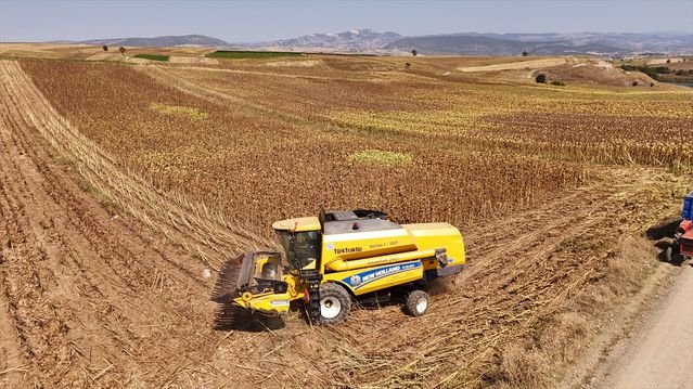 Vezirköprü'de Ayçiçeği Hasadı Başladı - Son Dakika