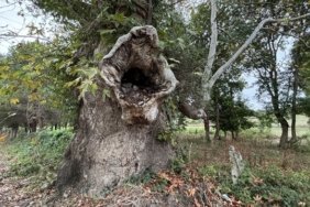 Alaçam Belediyesi, 630 ve 450 yıllık çınarlar için anıt ağaç tescili başvurusu yaptı