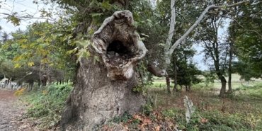 Alaçam Belediyesi, 630 ve 450 yıllık çınarlar için anıt ağaç tescili başvurusu yaptı