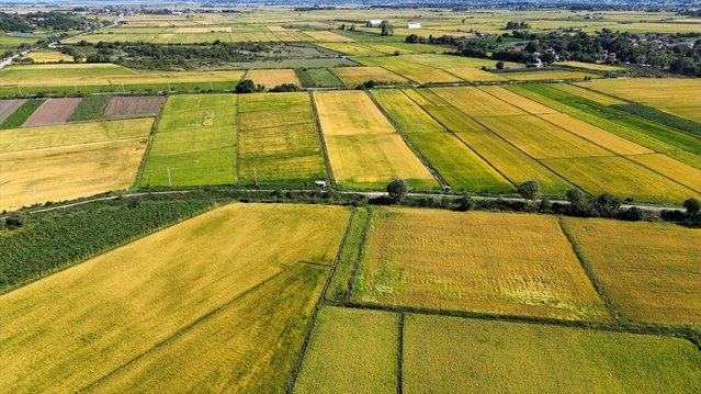 Bafra Ovası'nda 165 bin dekarda çeltik hasadı 20 Eylül'de başlıyor