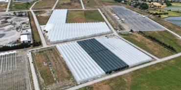 Bafra Sera Organize Tarım Bölgesi'nde ilk etapta 100 ton üretim hedefleniyor