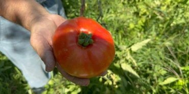 Çiftçi çift ata tohumu ve güvercin gübresiyle kabak gibi domates yetiştirdi