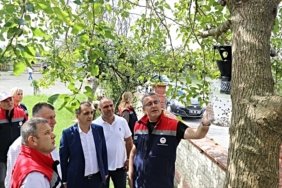Kahverengi kokarcaya karşı Samsun'da 26 bin feromon tuzağı kışlaklara kuruldu