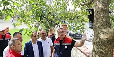 Kahverengi kokarcaya karşı Samsun'da 26 bin feromon tuzağı kışlaklara kuruldu