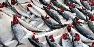 Karadeniz'de palamut bolluğu yaşanıyor, iri palamut tanesi 100 liradan satılıyor