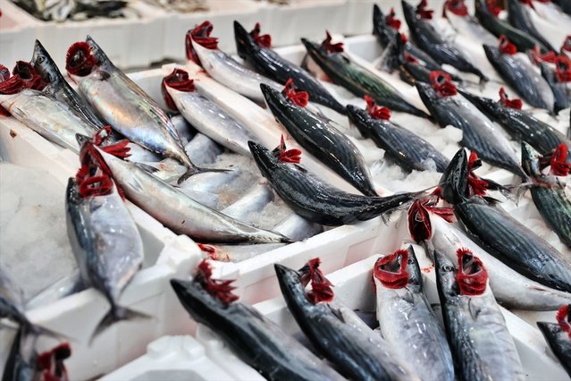 Karadeniz'de palamut bolluğu yaşanıyor, iri palamut tanesi 100 liradan satılıyor