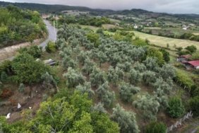 Samsun Alaçam'da iki kız kardeş, 90 zeytin ağacının bakımını yapıp üretimi artırdı