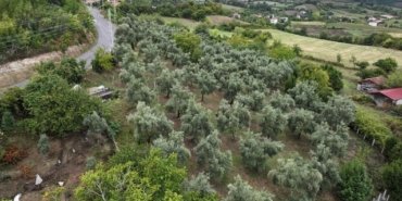 Samsun Alaçam'da iki kız kardeş, 90 zeytin ağacının bakımını yapıp üretimi artırdı