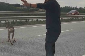 Samsun-Ankara kara yolunda yaralı geyiğe yardım eden aile, karşıya geçmesini sağladı