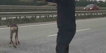 Samsun-Ankara kara yolunda yaralı geyiğe yardım eden aile, karşıya geçmesini sağladı