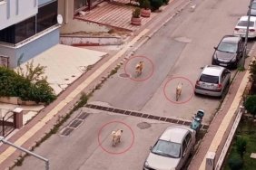 Samsun Atakum'da başıboş köpekler araçların peşinden koşup vatandaşa agresif davranıyor