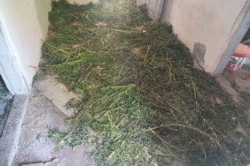 Samsun Bafra'da bir eve düzenlenen operasyonda 63 kg kubar esrar yakalandı
