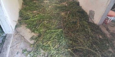Samsun Bafra'da bir eve düzenlenen operasyonda 63 kg kubar esrar yakalandı