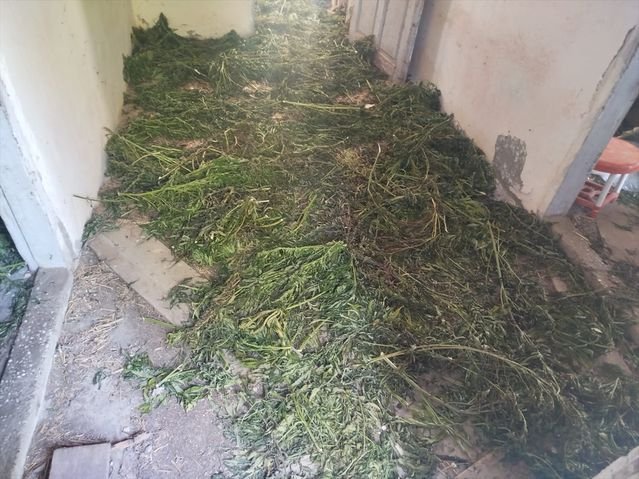 Samsun Bafra'da bir eve düzenlenen operasyonda 63 kg kubar esrar yakalandı