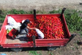 Samsun Bafra'da kapya biber hasat etkinliğine milletvekili katıldı