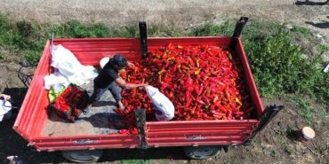 Samsun Bafra'da kapya biber hasat etkinliğine milletvekili katıldı