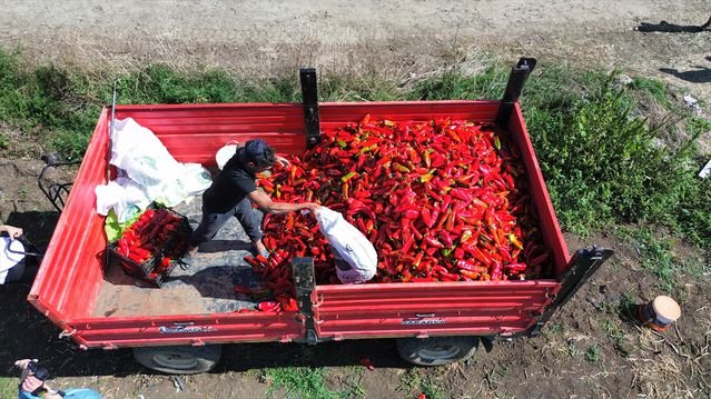 Samsun Bafra'da kapya biber hasat etkinliğine milletvekili katıldı