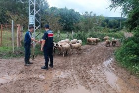 Samsun Bafra'da kaybolan 17 küçükbaş hayvanı jandarma dronla 3,5 km ötede buldu