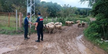 Samsun Bafra'da kaybolan 17 küçükbaş hayvanı jandarma dronla 3,5 km ötede buldu