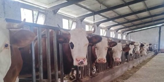 Samsun Çarşamba'da 5 mahallede yetiştiricilere ari işletme eğitimi verildi