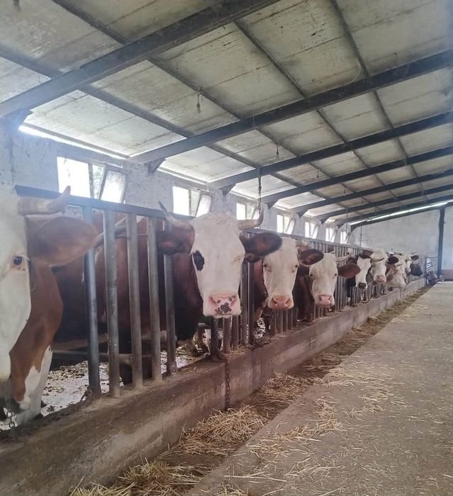 Samsun Çarşamba'da 5 mahallede yetiştiricilere ari işletme eğitimi verildi