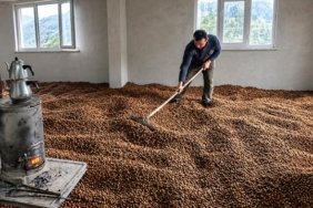 Samsun Salıpazarı'nda üretici, yağışta kurutamadığı fındığı sobayla kurutuyor