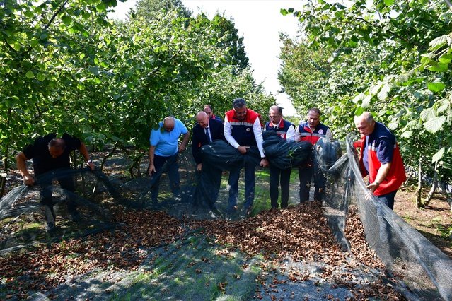 Samsun Terme'de fileli fındık hasadı işçilik maliyetini yüzde 70'e kadar azaltıyor